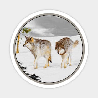 Wolves in Snow Magnet